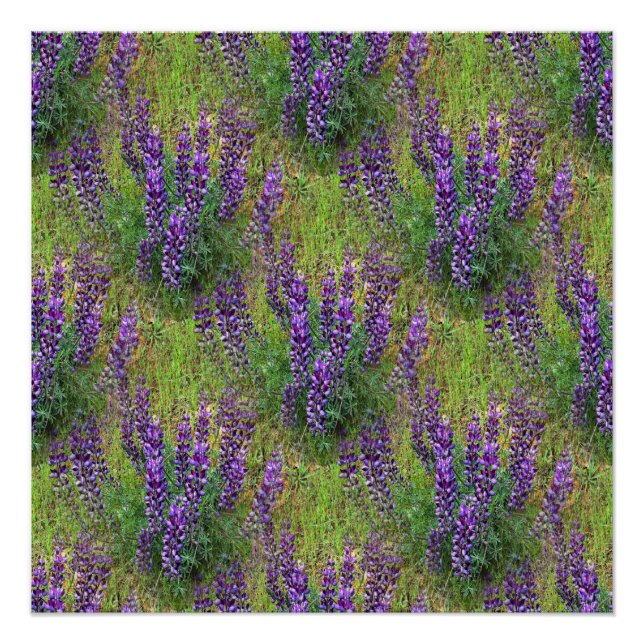 Póster Lupines Galore. (Anverso)
