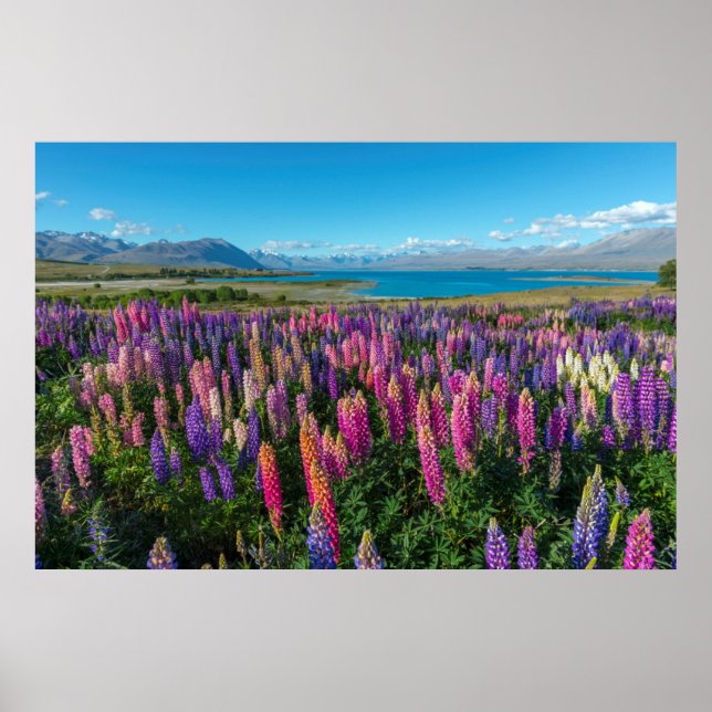 Póster Lupines rusos en el lago Tekapo | Nueva Zelanda (Frente)