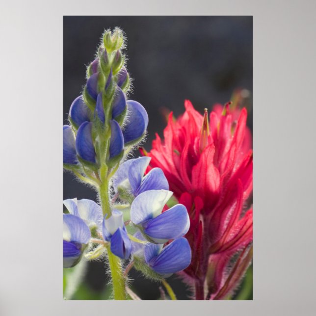 Póster Lupino plateado, Pincel de lavanda (Frente)