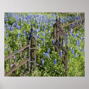 Póster Lupinos y flox rodeando la puerta del cementerio