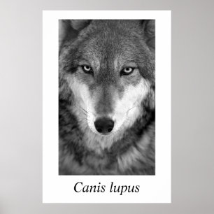 Póster Lupus de Canis del lobo de madera #1