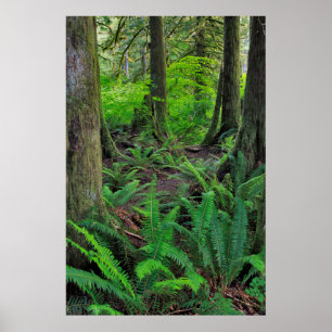 Póster Lush Green Forest Scenic