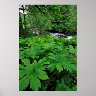 Póster Lush Green Forest Vegetation