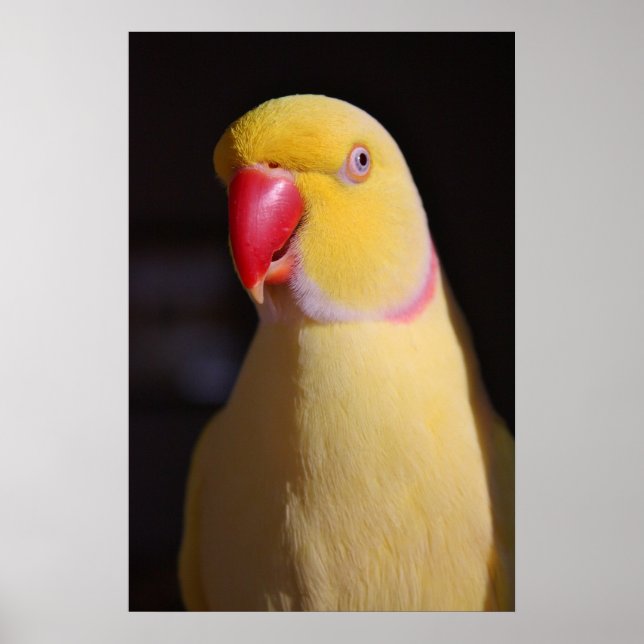 Póster Lutino Indian Ringneck Parakeet Beak (Frente)