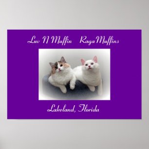 Póster Luv N Muffin Raga Muffin Gatos y Gatitos