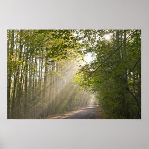 Póster Luz de bosque