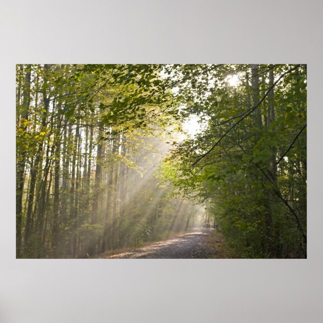 Póster Luz de bosque (Frente)