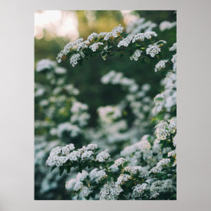 PÓSTER LUZ DE LA MAÑANA