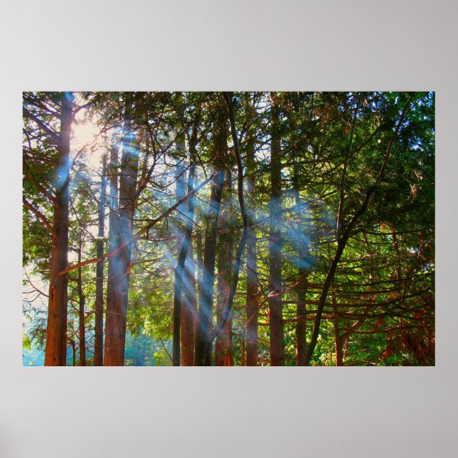 Póster Luz de sol atravesando los pinos (Frente)