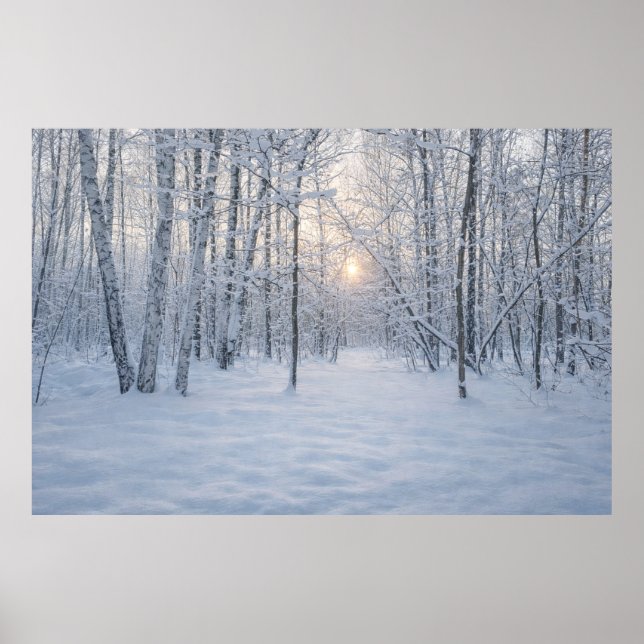 Póster Luz de sol invernal en un tranquilo bosque de abed (Frente)