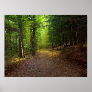 Póster Luz del bosque