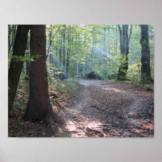 Póster Luz del bosque de Bieszczady (Frente)