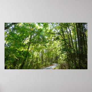 Póster Luz del sol en ruta de madera en el parque Centenn