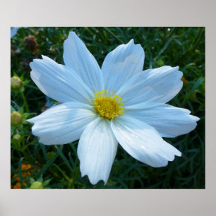 Póster Luz del sol sobre la flor floral de cosmos blancos