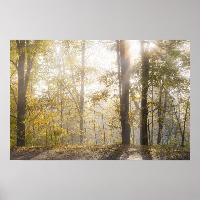 Póster Luz dorada del sol a través de árboles otoñales (Frente)