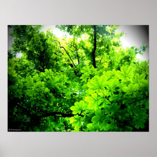 Póster Luz en el árbol