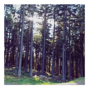 Póster Luz entre los pinos - Naturaleza salvaje Rumania