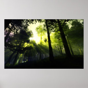 Póster luz forestal