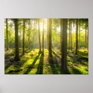 Póster Luz hermosa del bosque