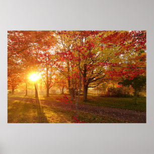 Póster Luz solar a través de arboles de arce rojos de oto