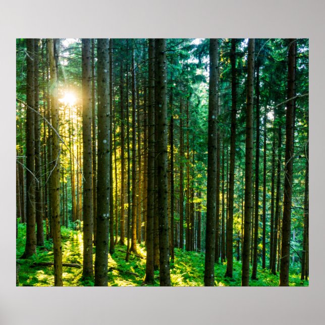 Póster Luz solar a través de árboles forestales (Frente)