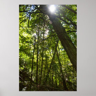 Póster Luz solar a través de la cubierta forestal