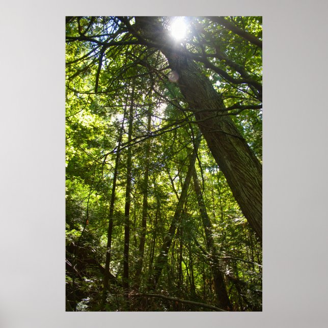 Póster Luz solar a través de la cubierta forestal (Frente)