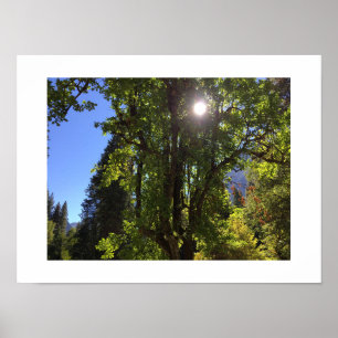 Póster Luz solar a través de la foto de color yosemite de