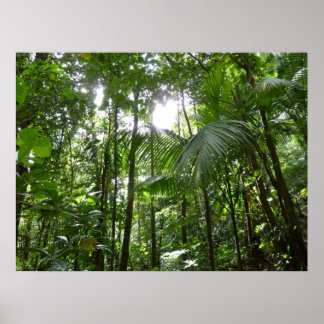Póster Luz solar a través de la selva tropical con cubier