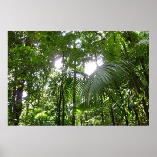 Póster Luz solar a través de la selva tropical con cubier