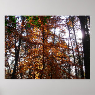 Póster Luz solar a través de un árbol otoñal en Greenbelt