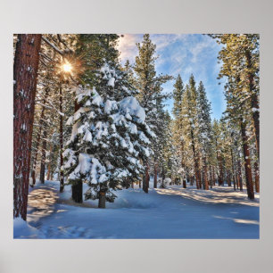 Póster Luz solar a través del bosque