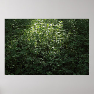 Póster Luz solar de Woodland 02