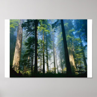 Póster Luz solar del bosque