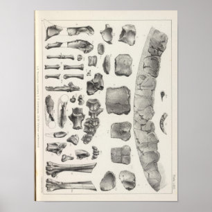 Póster LXVII Testudo, Vultur