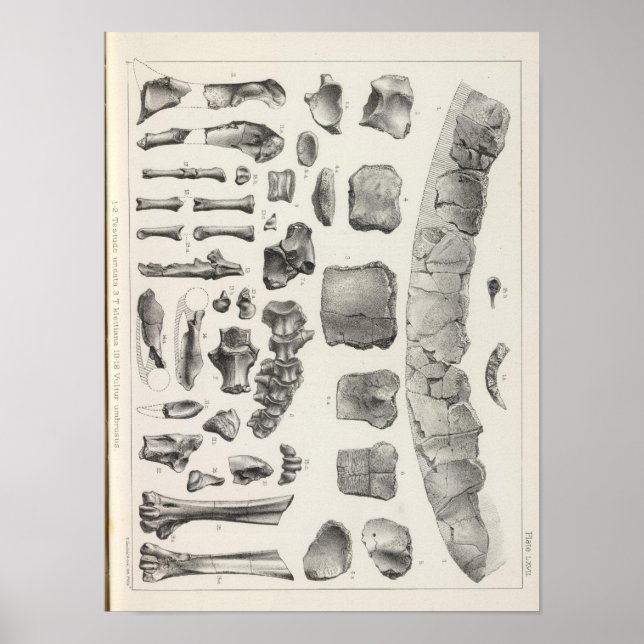 Póster LXVII Testudo, Vultur (Frente)