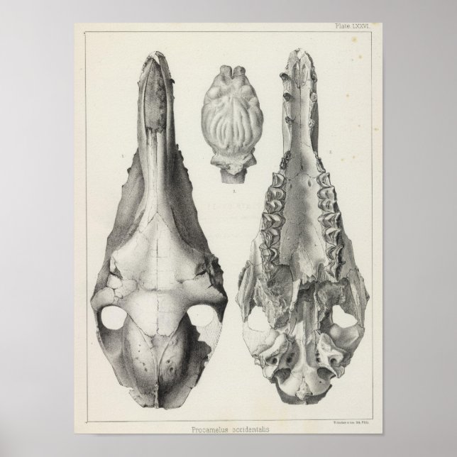 Póster LXXVI Procamelus occidentalis (Frente)