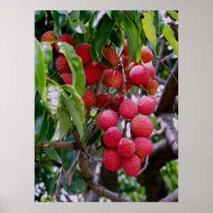 Póster Lychee Fruit