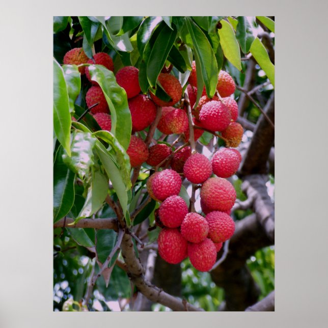 Póster Lychee Fruit (Frente)