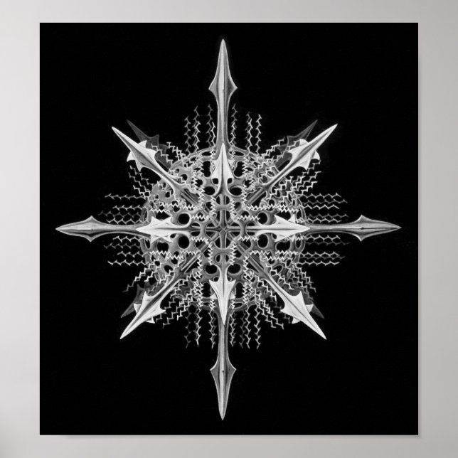 Póster Lychnaspis miranda Ernst Haeckel Bella Artes (Frente)