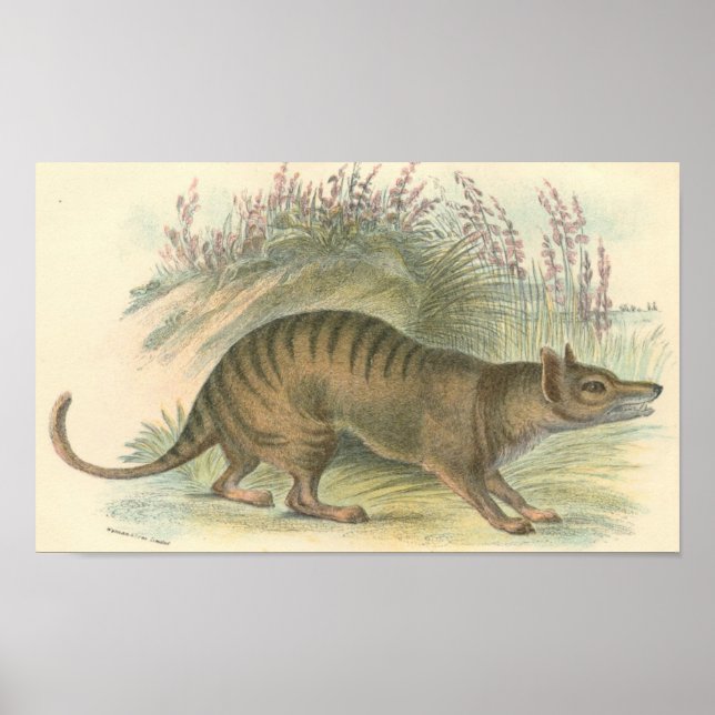 Póster Lydekker - Thylacine - Cartera de tigres de Tasman (Frente)