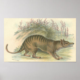 Póster Lydekker - Thylacine - cartera tasmana del tigre