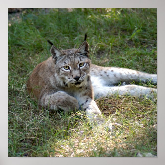 Póster lynx 027 siberiano (Frente)