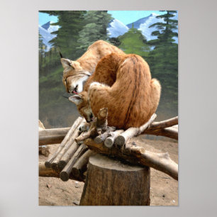 Póster Lynx cats