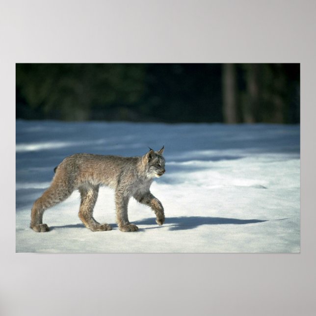 Póster lynx de Canadá en la nieve (Frente)