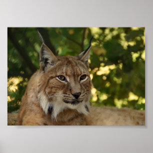 Póster Lynx europeo