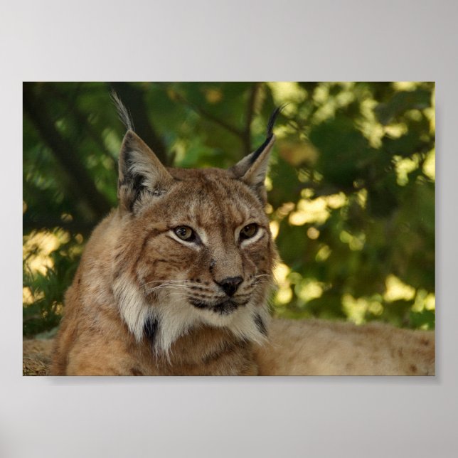 Póster Lynx europeo (Frente)