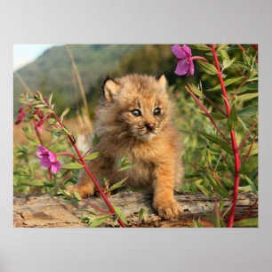 Póster Lynx Kitten canadiense, Alaska