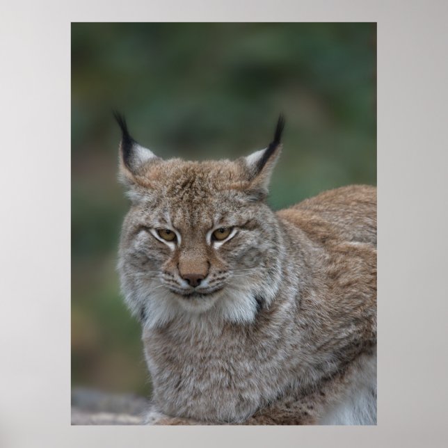 Póster Lynx Looking At You (Frente)