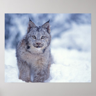 Póster lynx, Lynx lynx, en la nieve en las estribaciones